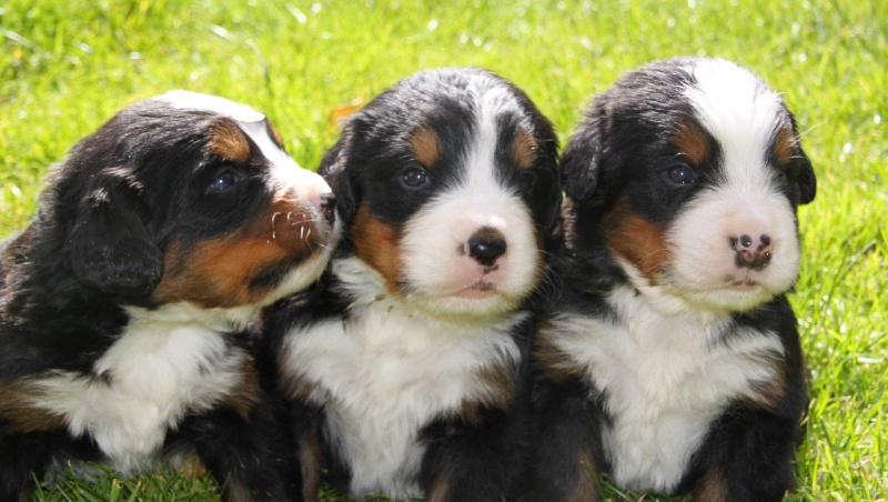 PREMIERE PORTEE CHIOTS MALES 2012